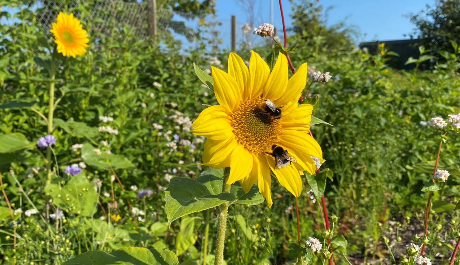 solrosor och bin från blomsterängen på HITSA